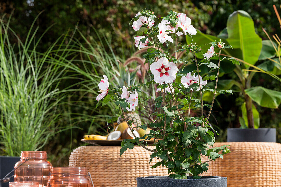 Hibiscus syriacus, weiß-rot