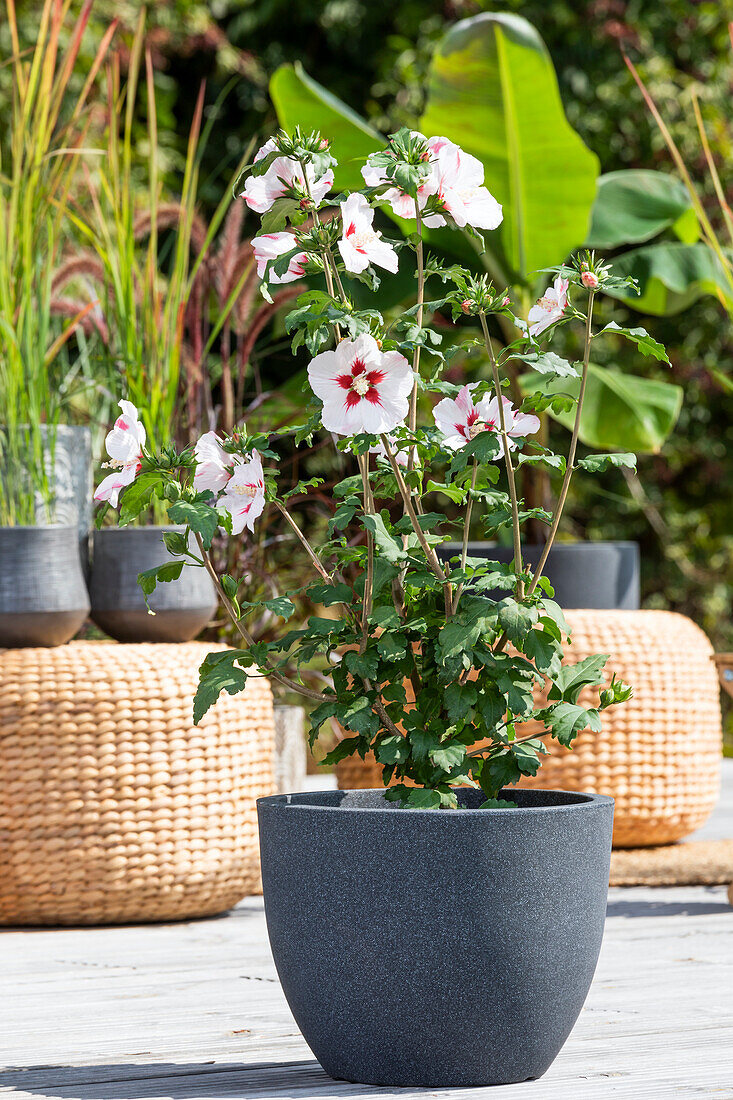 Hibiscus syriacus, white-red