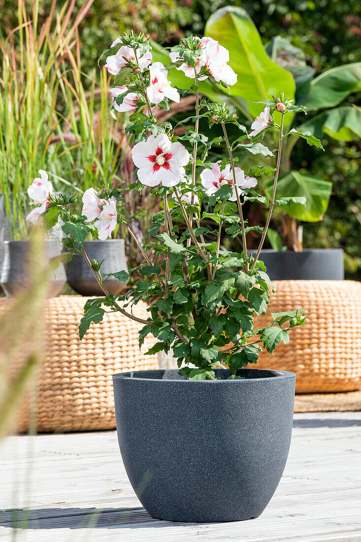 Hibiscus syriacus, weiß-rot