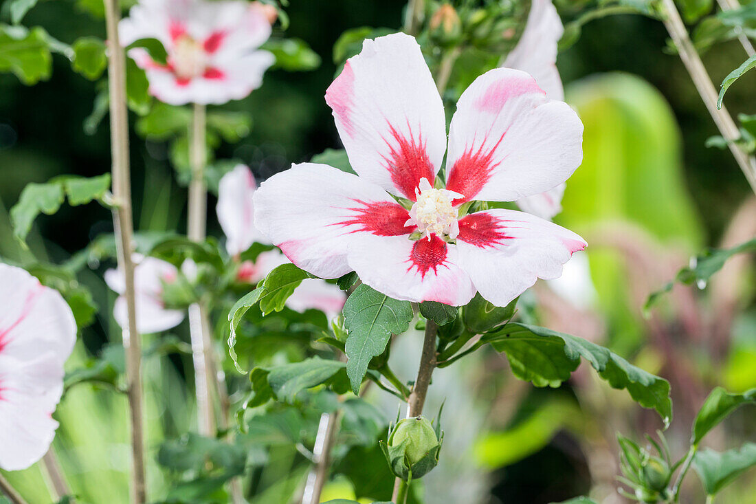 Hibiscus syriacus, weiß-rot