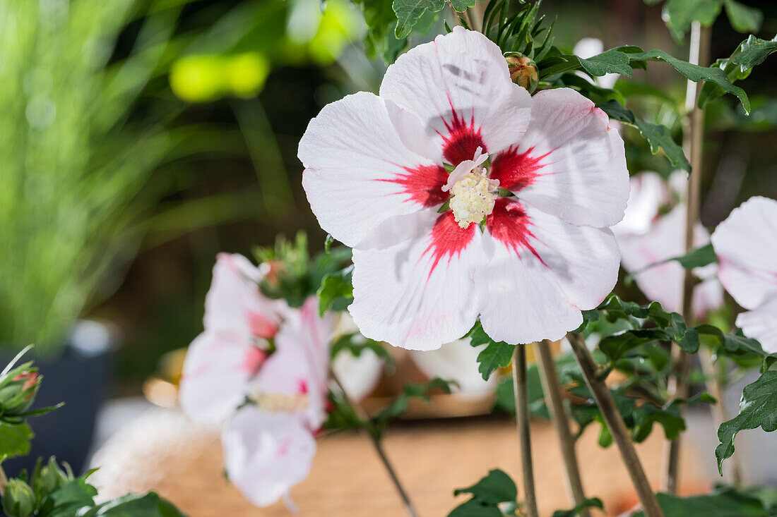 Hibiscus syriacus, weiß-rot