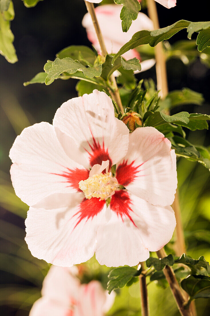 Hibiscus syriacus, weiß-rot