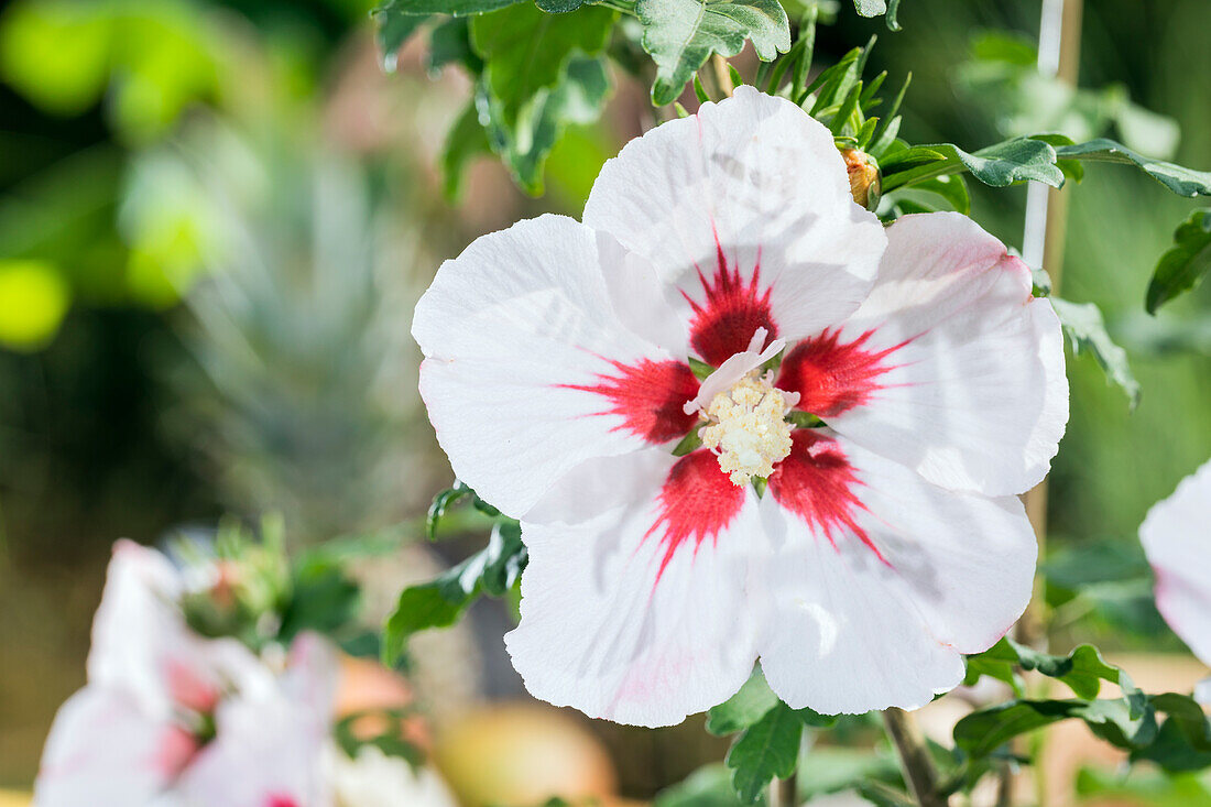 Hibiscus syriacus, weiß-rot