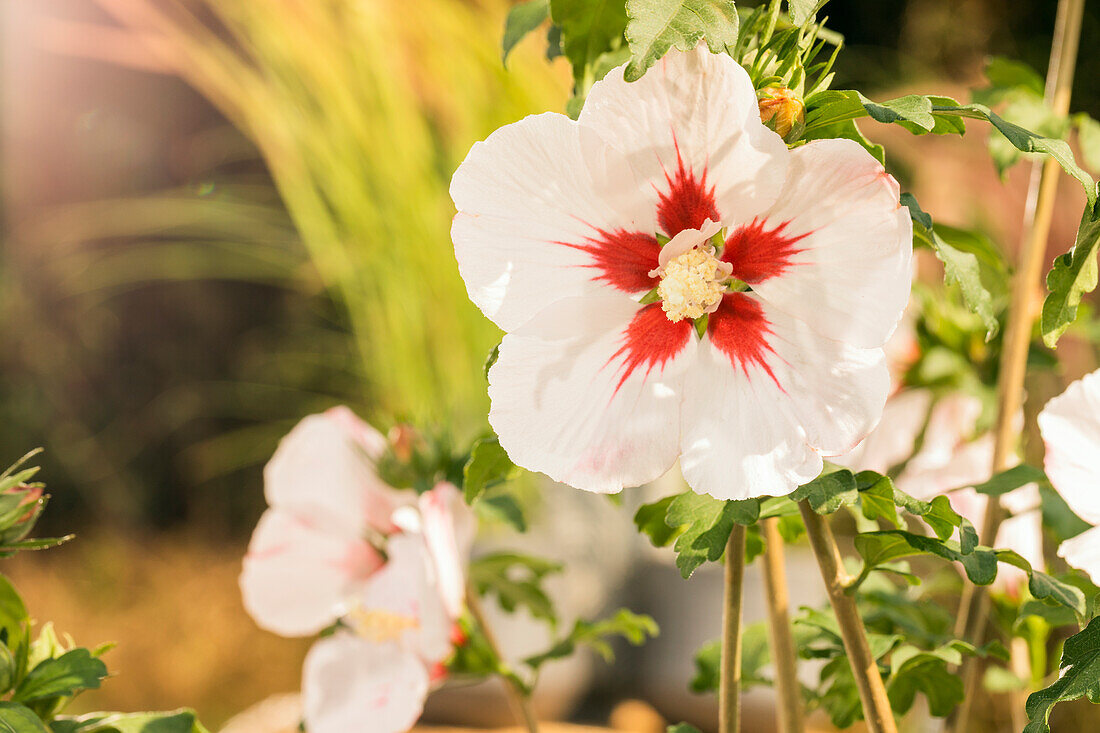 Hibiscus syriacus, weiß-rot