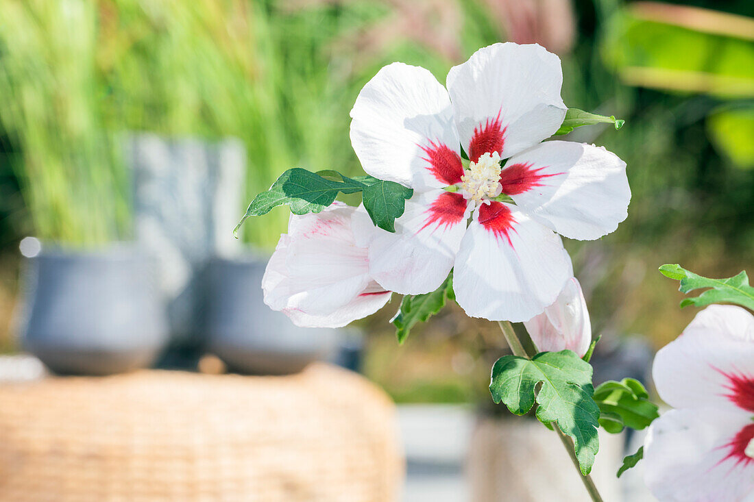 Hibiscus syriacus, white-red