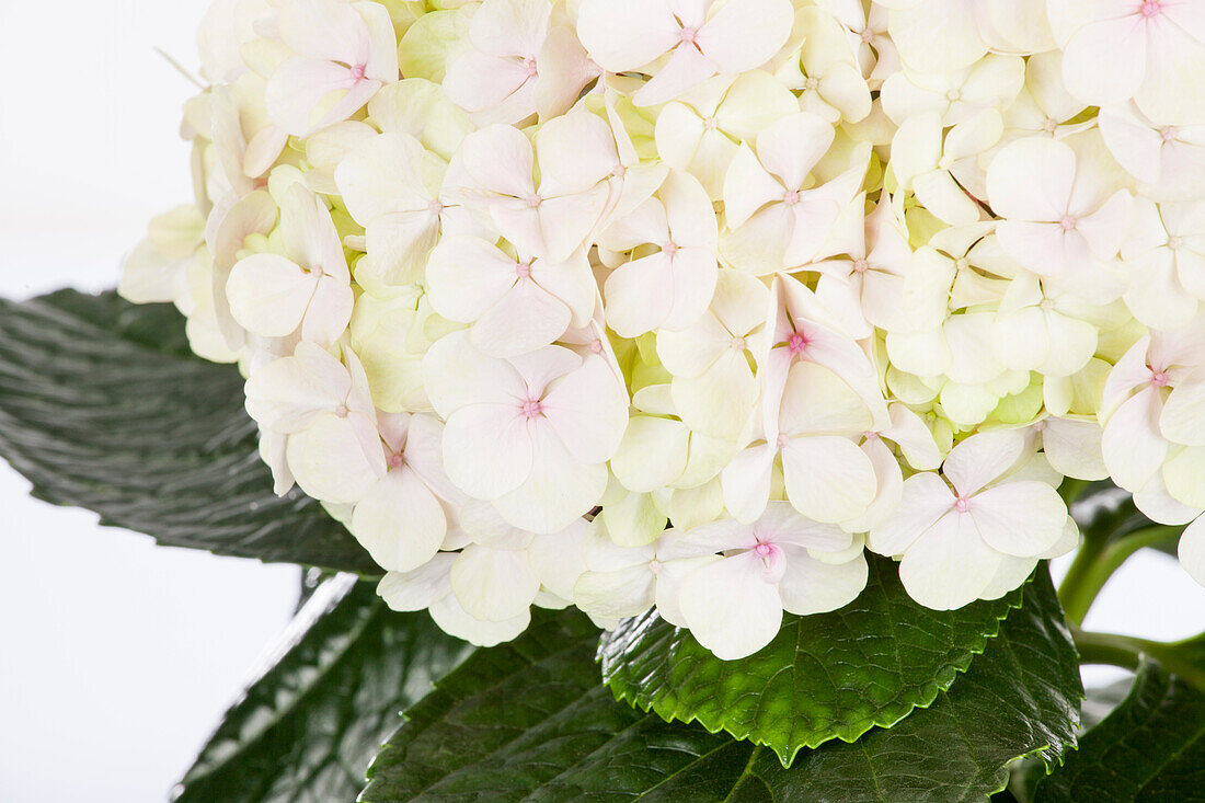 Hydrangea 