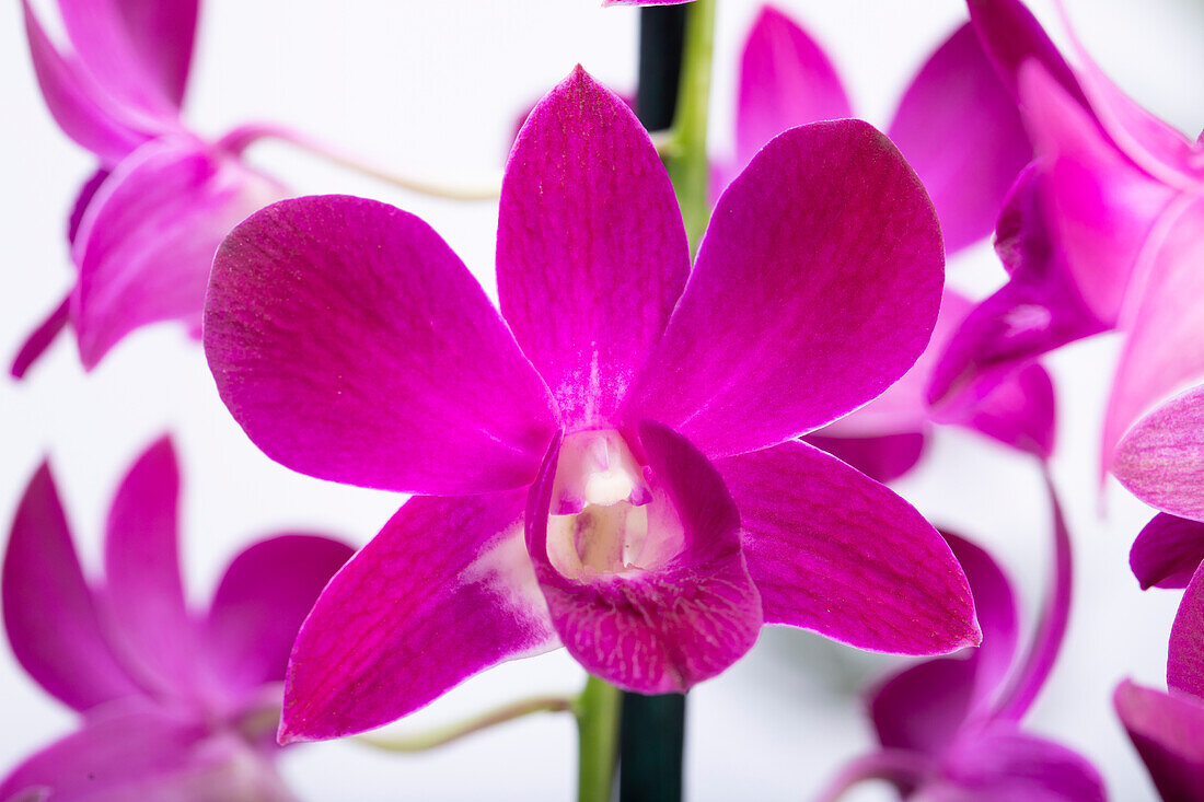 Dendrobium