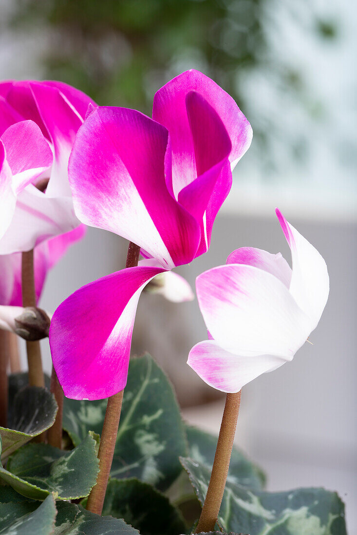 Cyclamen 'Indiaka'®