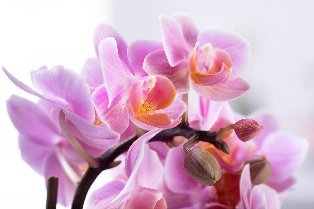 Phalaenopsis, pink