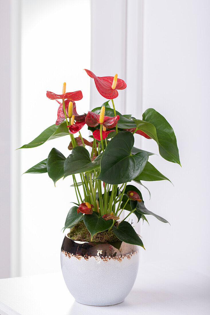 Anthurium x andreanum, red