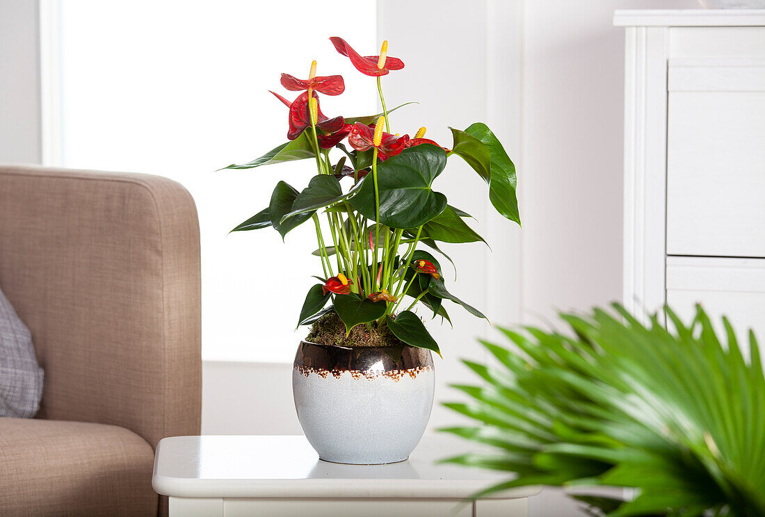 Anthurium x andreanum, red