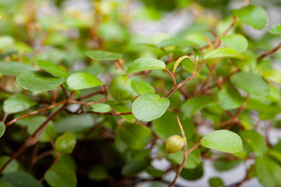 Muehlenbeckia complexa