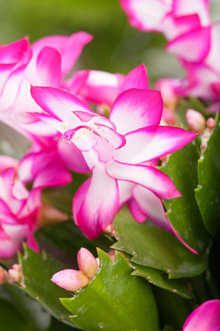 Schlumbergera bridgesii