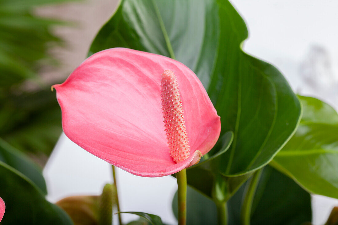 Anthurium x andreanum, rosa