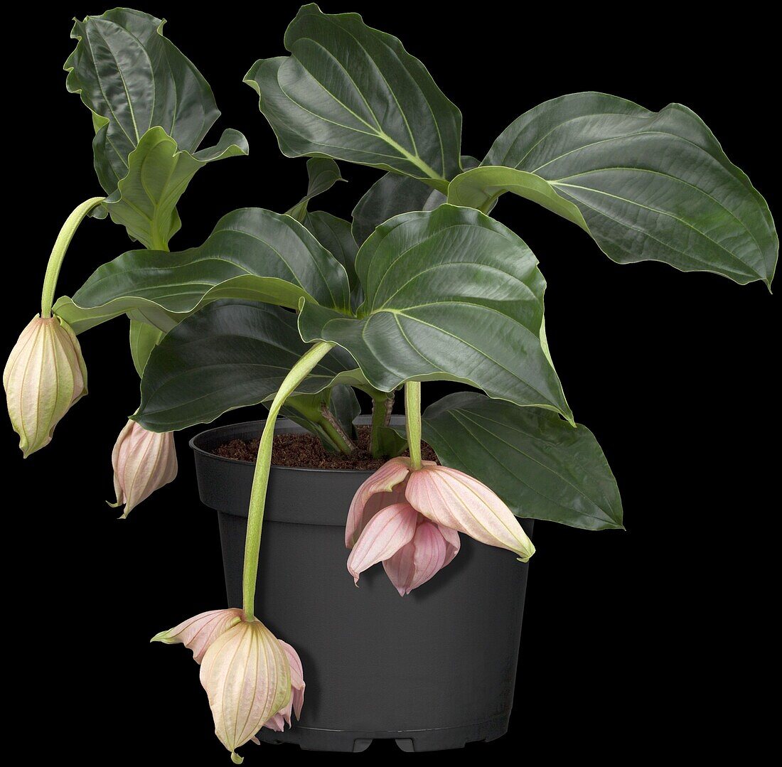 Medinilla magnifica