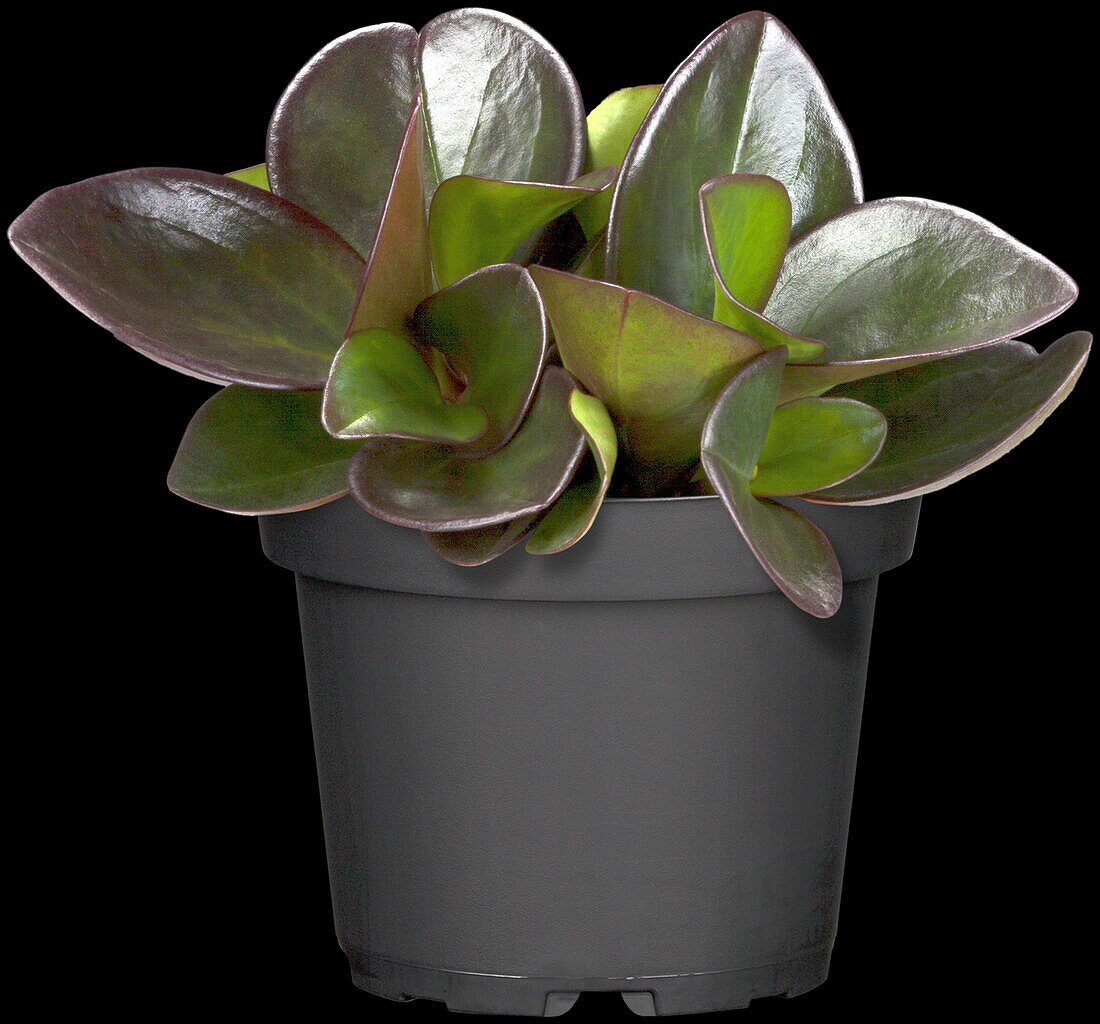 Peperomia clusiifolia 'Red Margin