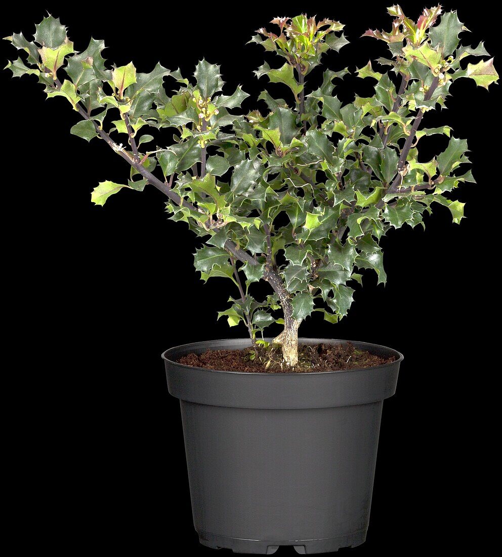 Ilex meserveae 'Blue Angel'®