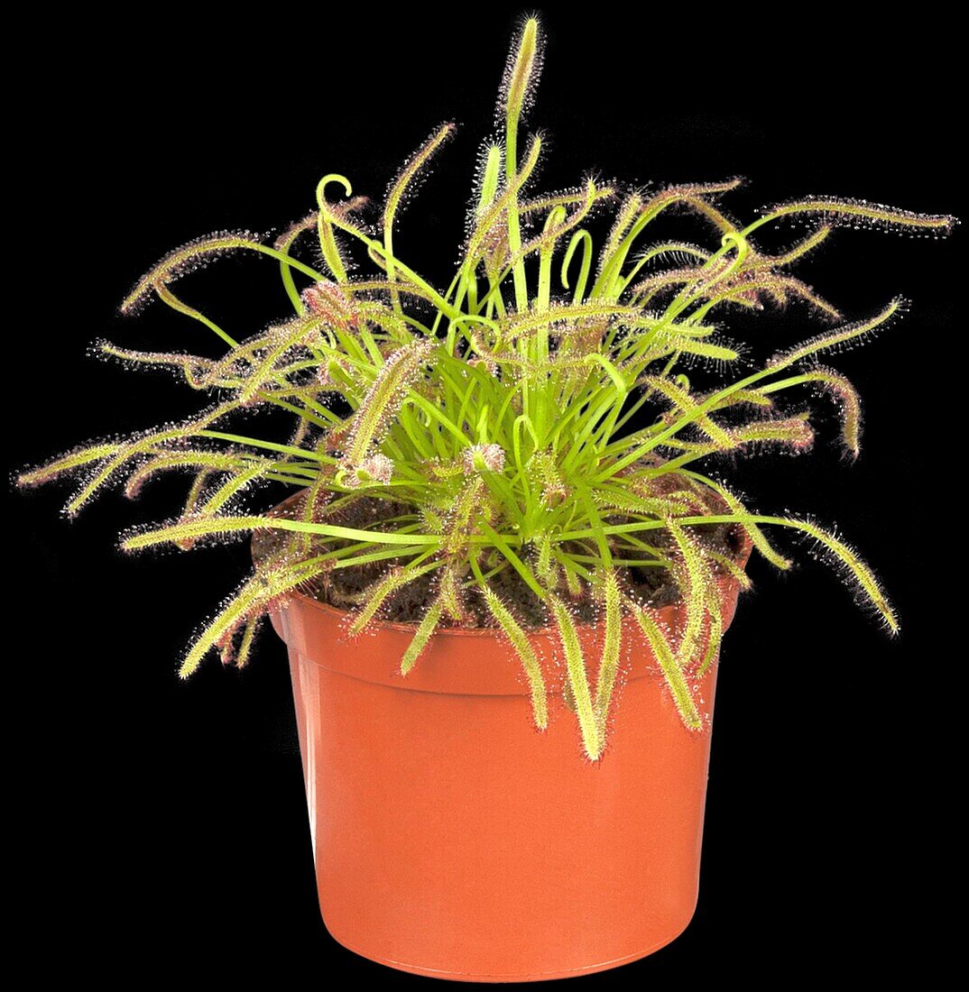 Drosera