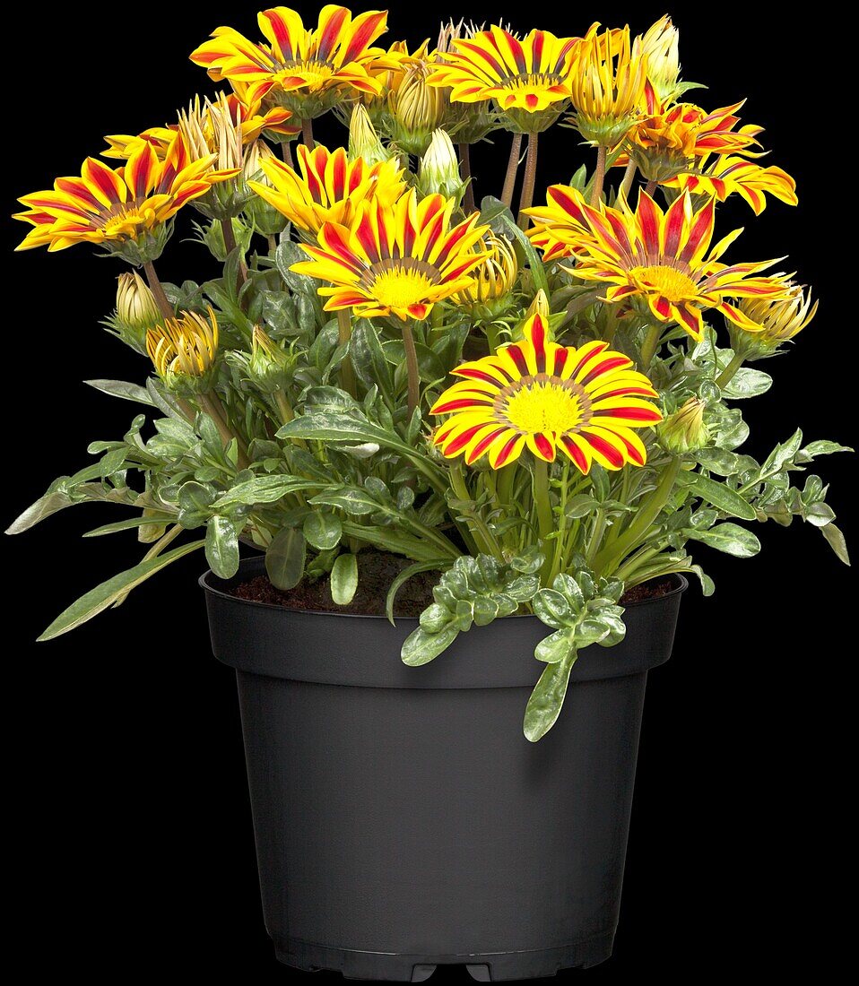 Gazania