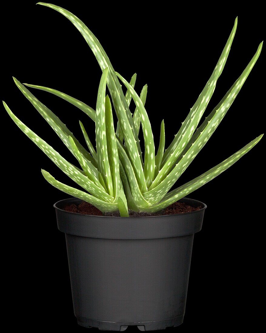 Aloe vera