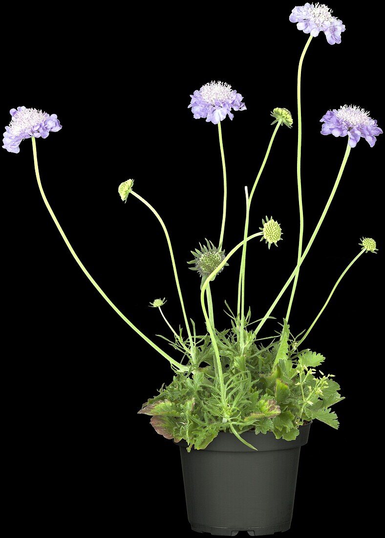 Scabiosa columbaria