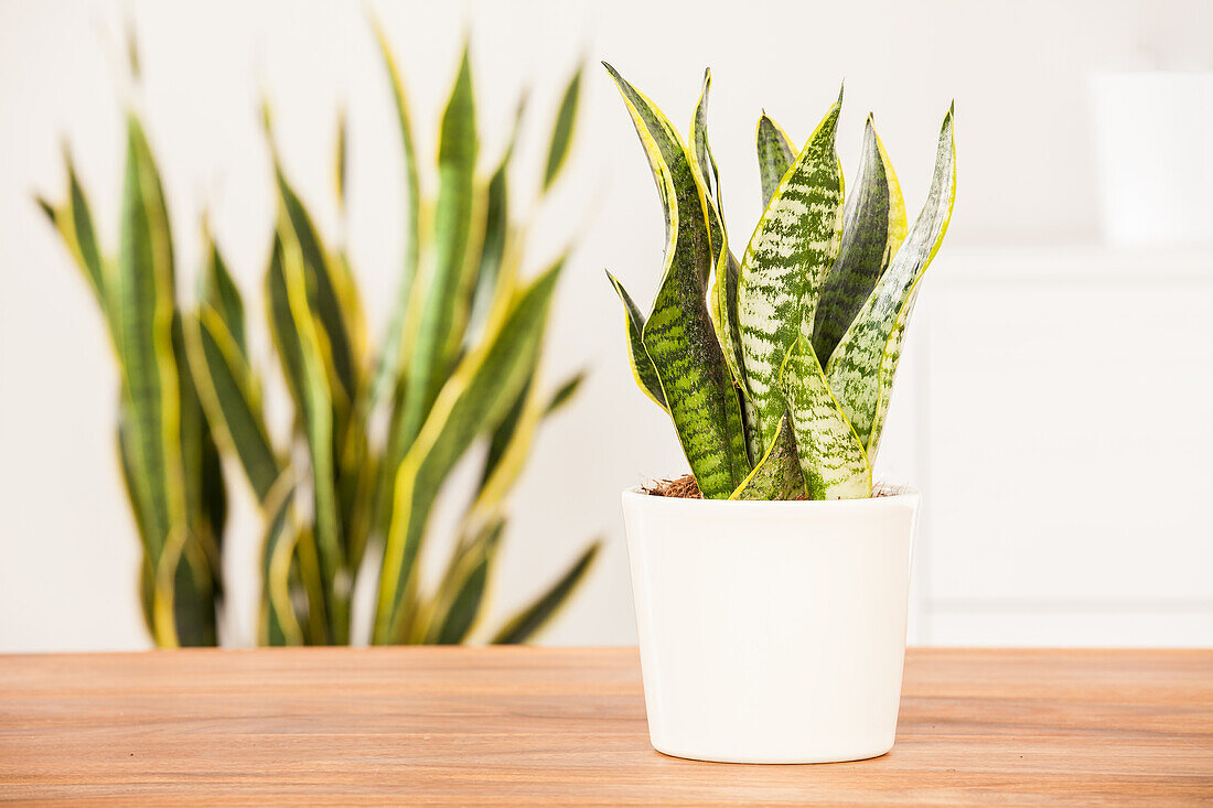 Sansevieria trifasciata, gelb-grün