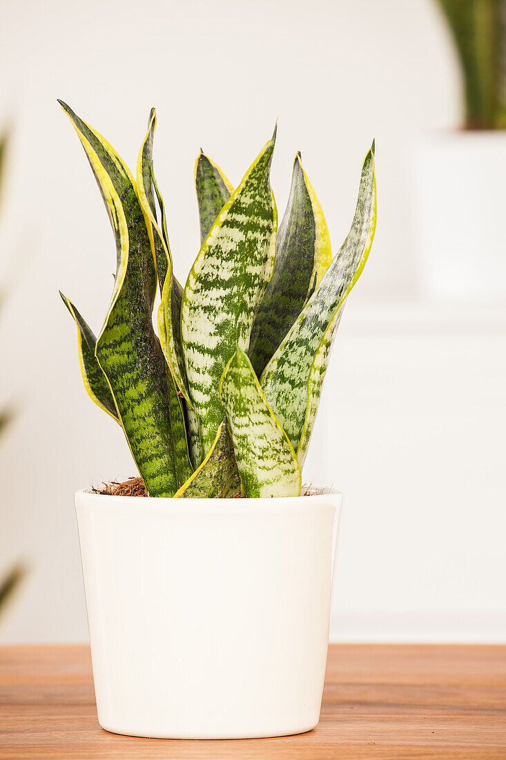 Sansevieria trifasciata, gelb-grün