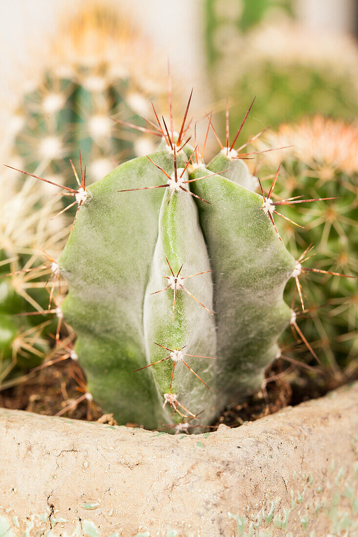 Astrophytum