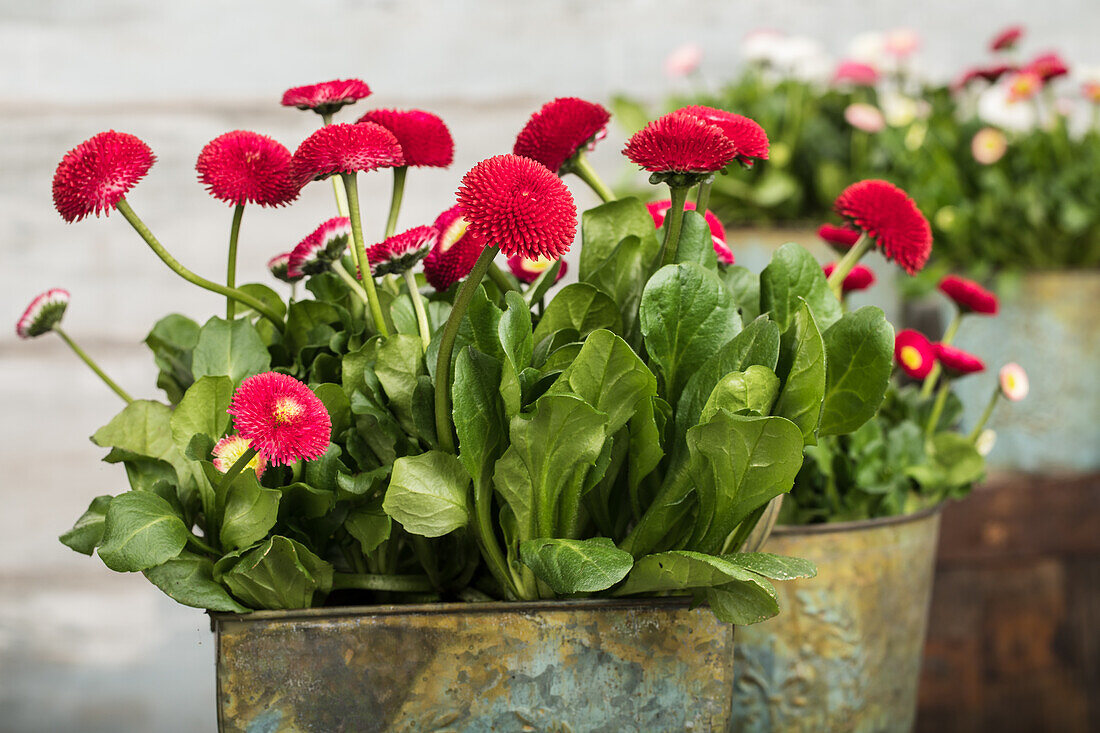 Bellis perennis, red