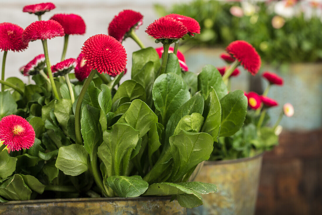 Bellis perennis, rot