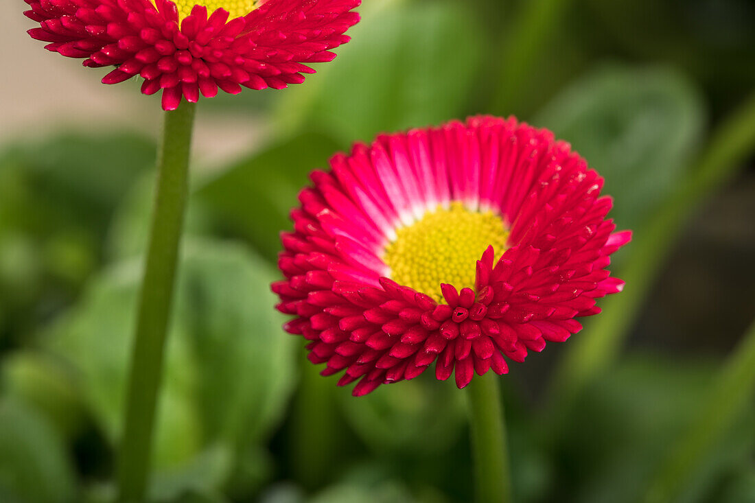 Bellis perennis, red