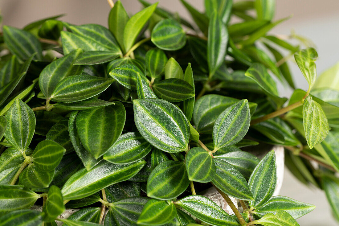 Peperomia angulata