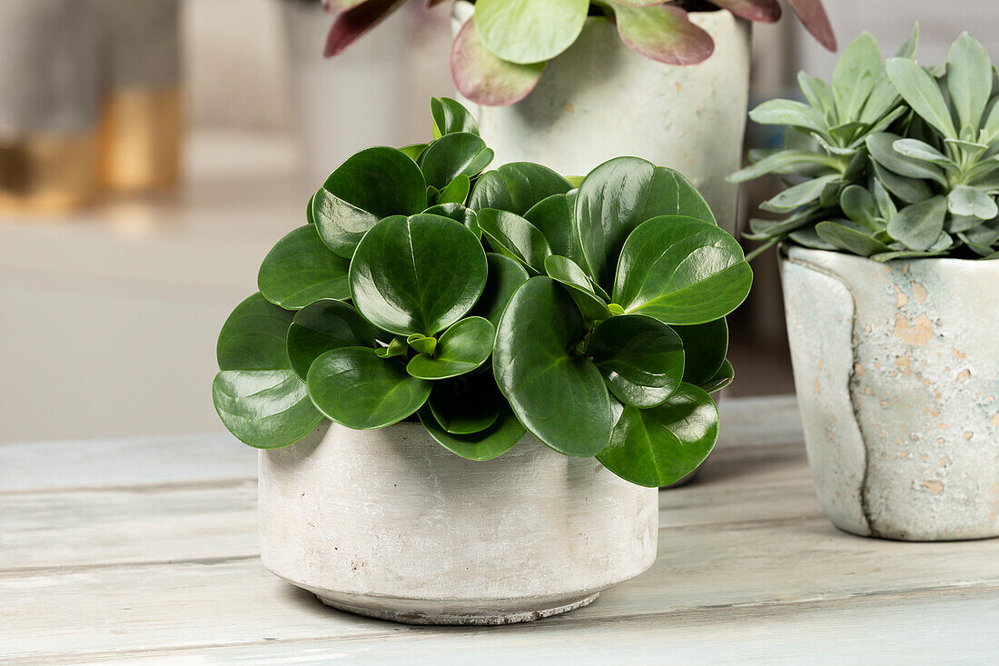 Peperomia obtusifolia