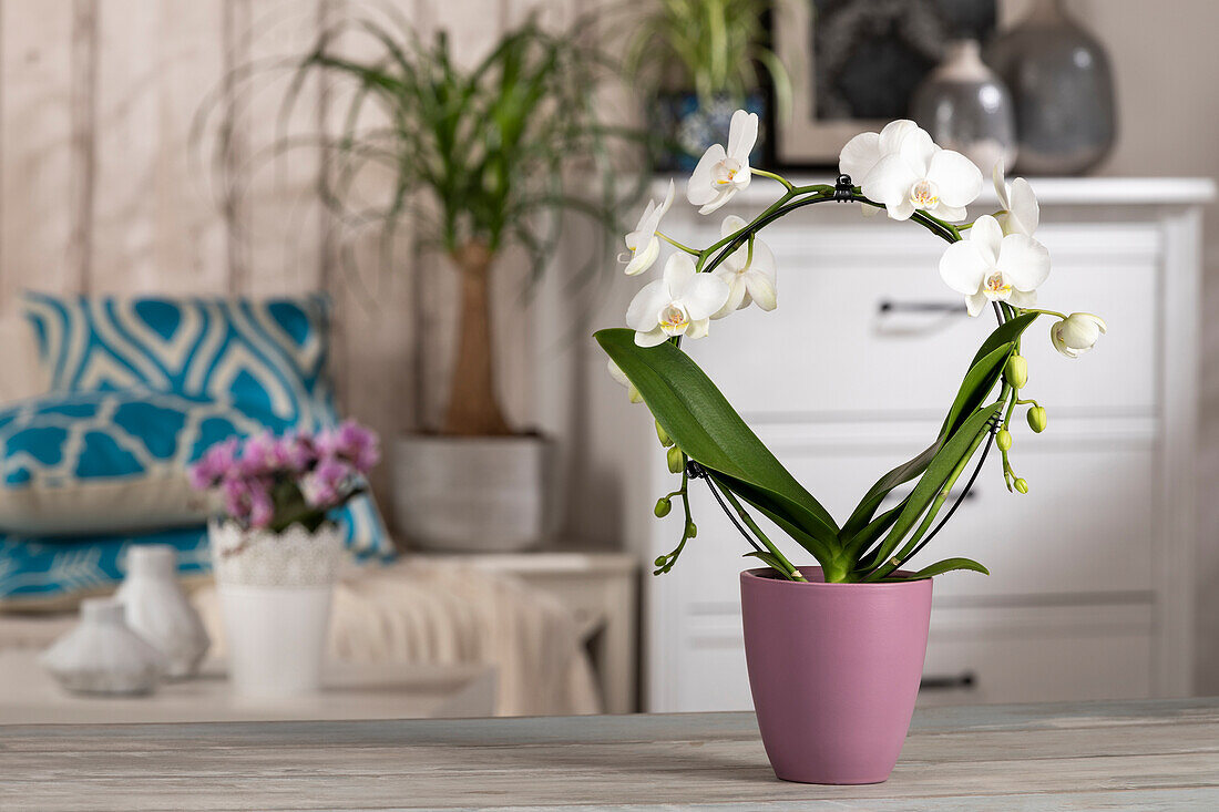 Phalaenopsis, white