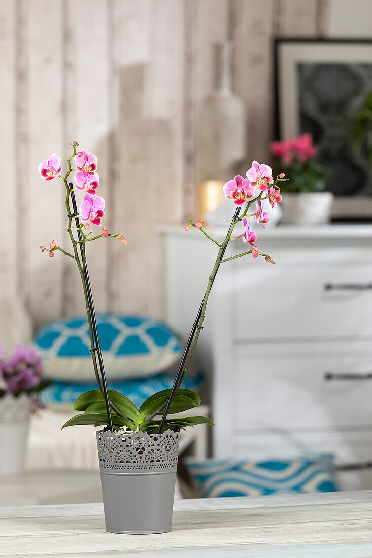 Phalaenopsis multiflora, pink