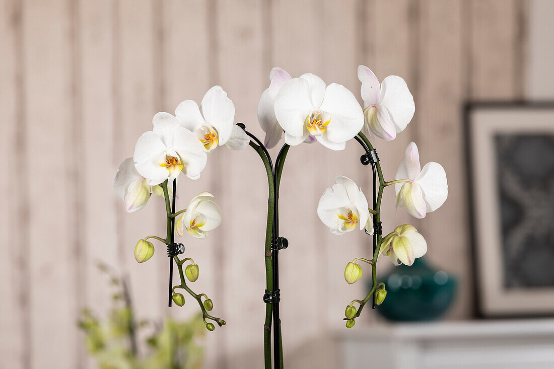 Phalaenopsis Umbrella