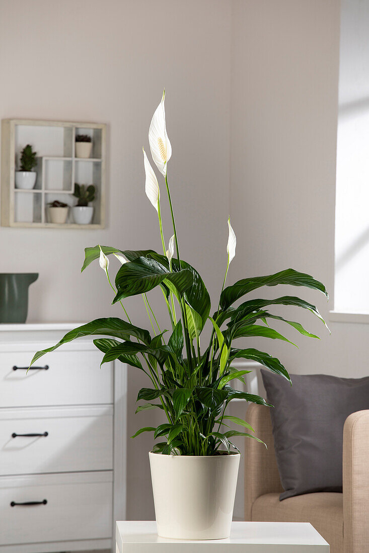 Spathiphyllum floribundum