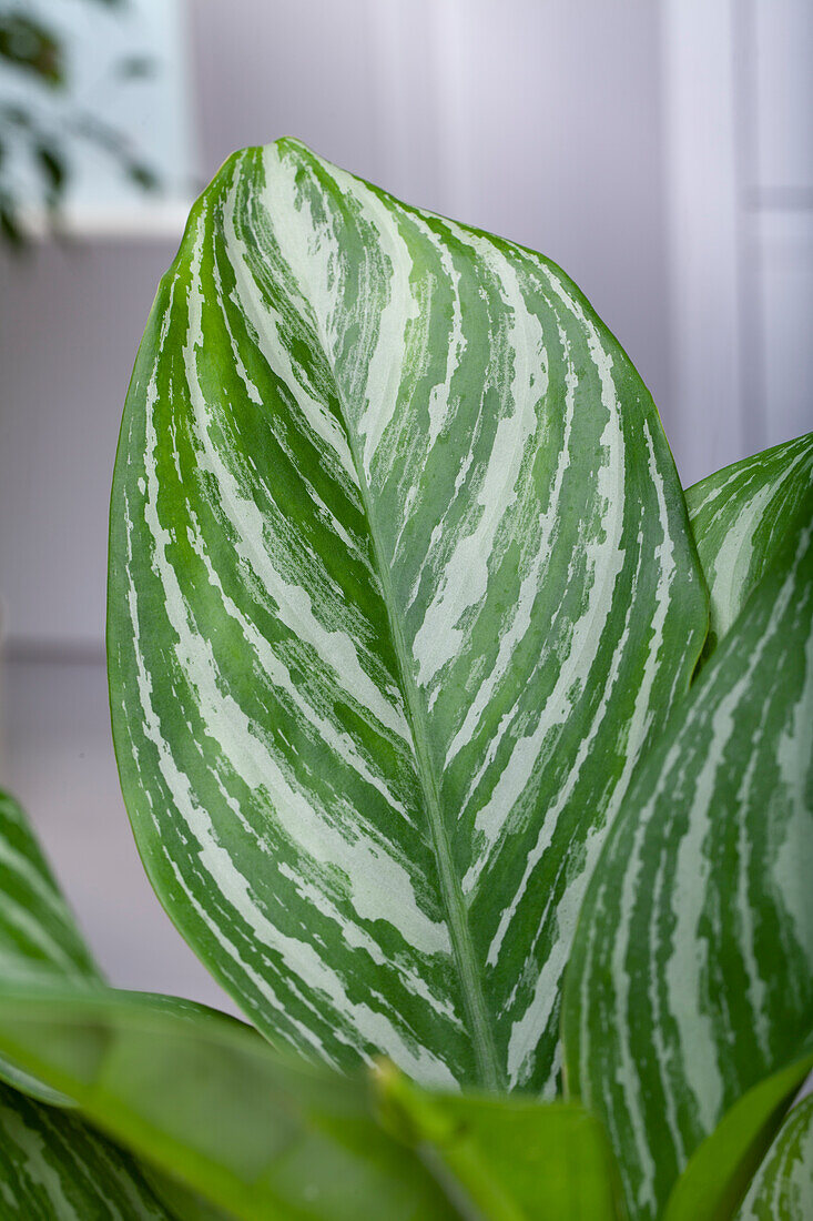 Aglaonema commutatum 'Stripes'