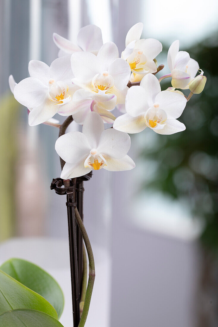 Phalaenopsis, weiß