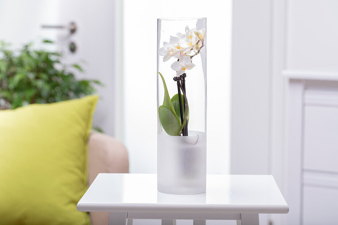 Phalaenopsis, white