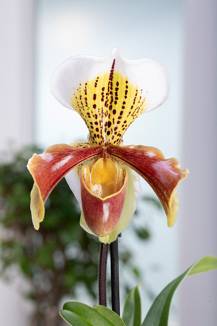 Paphiopedilum Multiflower