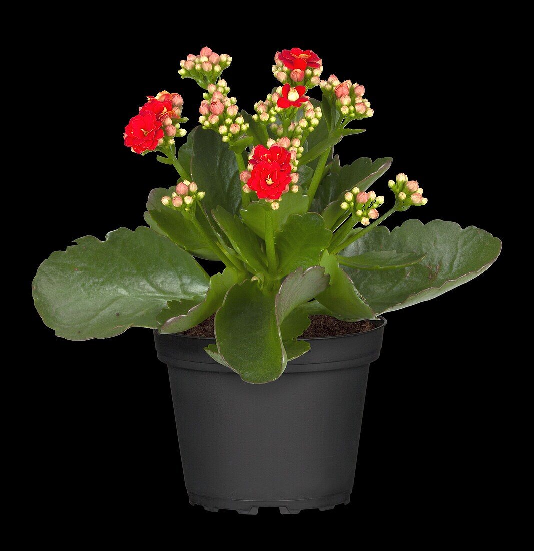 Kalanchoe blossfeldiana