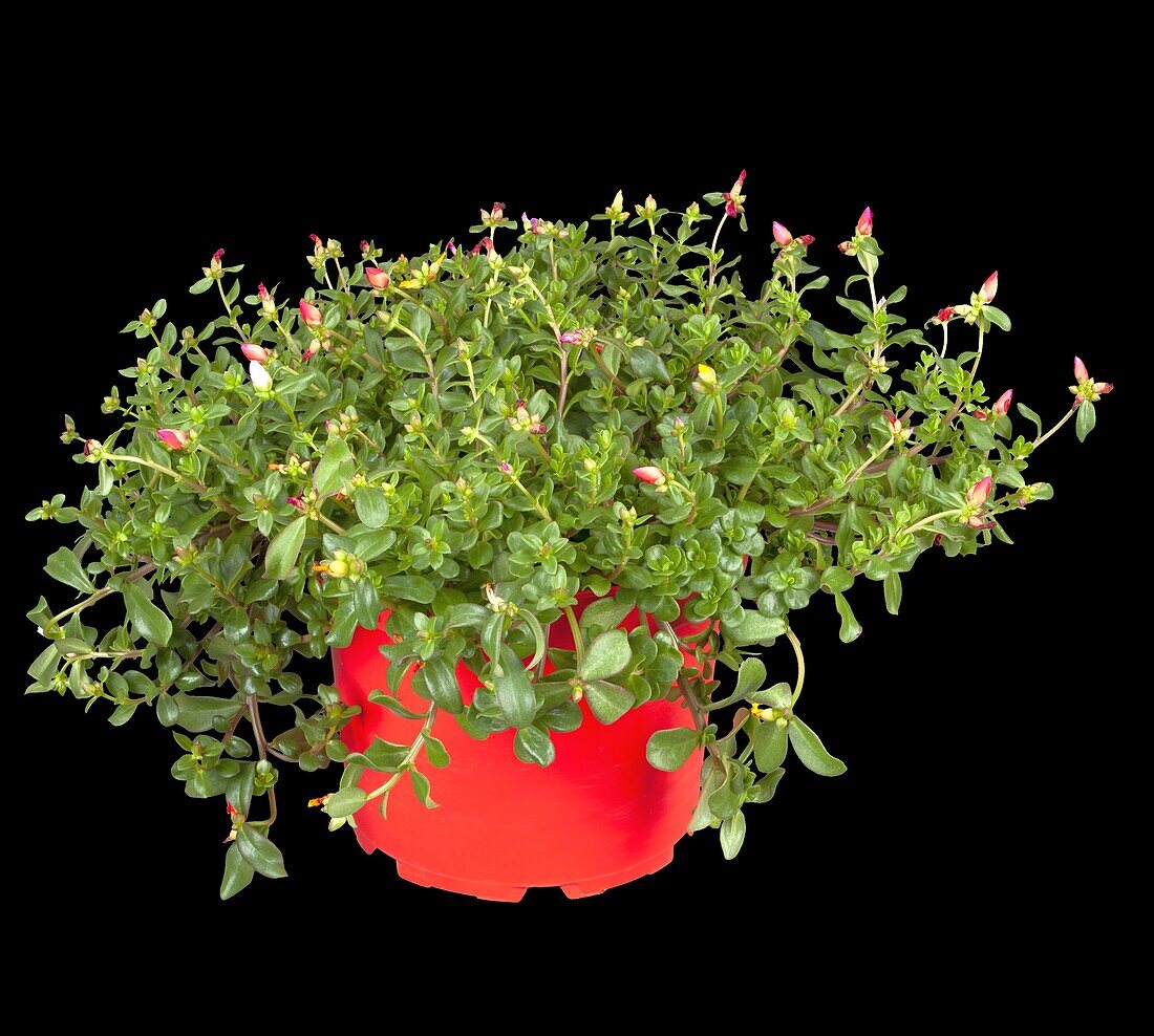 Portulaca oleracea