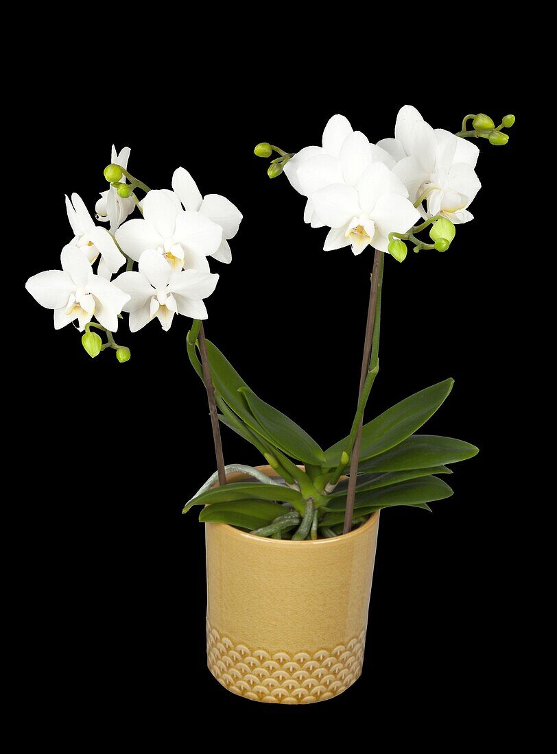 Phalaenopsis multiflora, weiß