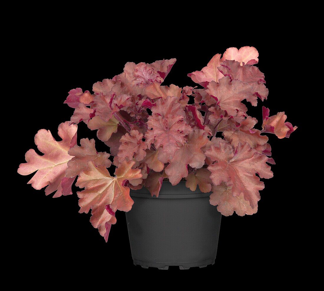 Heuchera, red