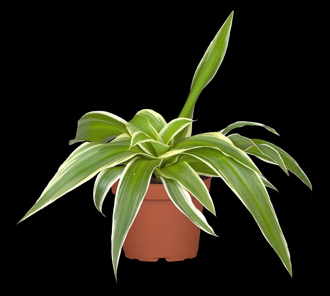 Dracaena