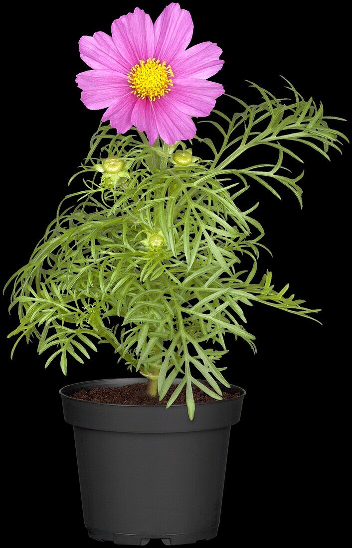 Cosmos bipinnatus, pink specimen