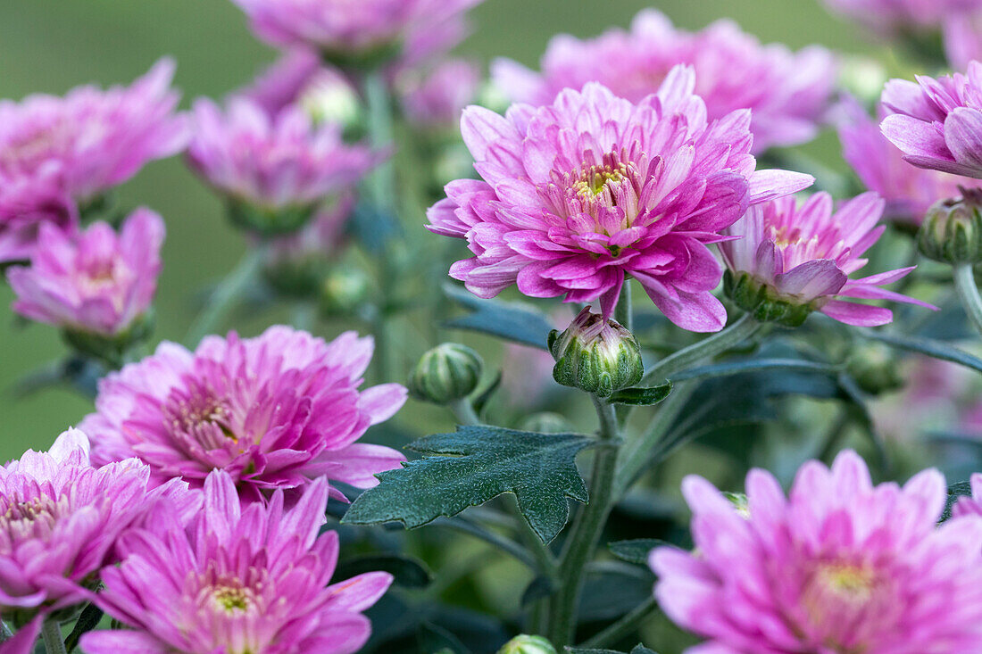 Chrysanthemum indicum 'Mini Mums'