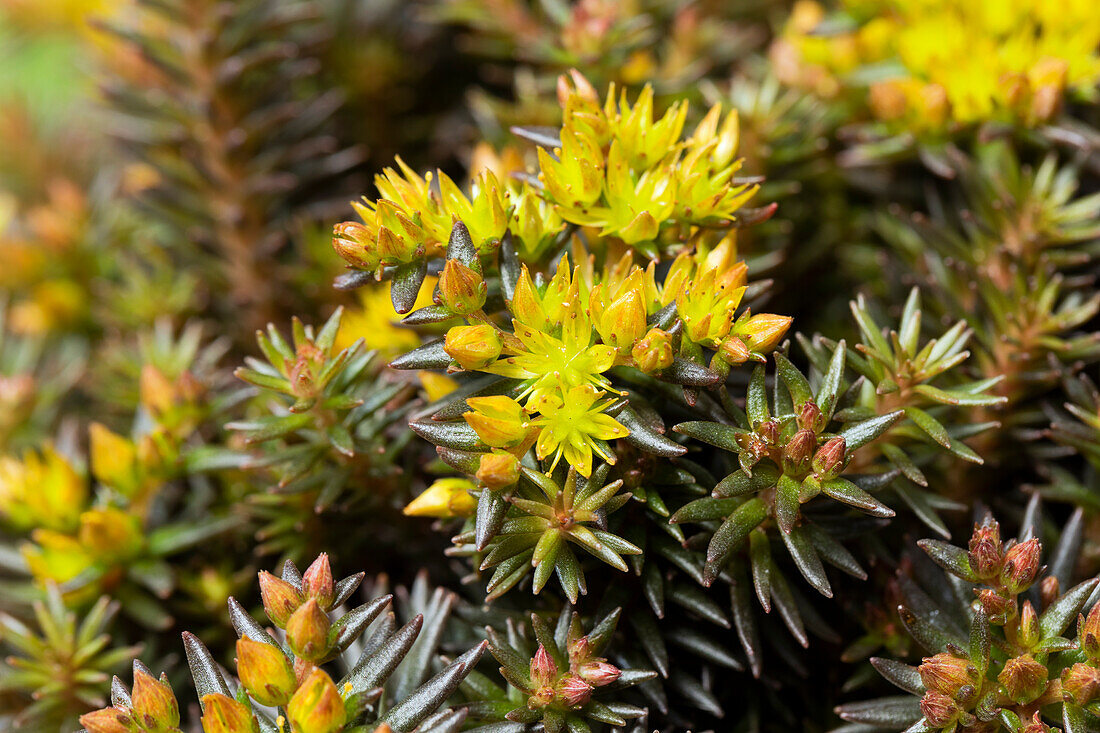 Sedum reflexum 'Chocolate Ball'