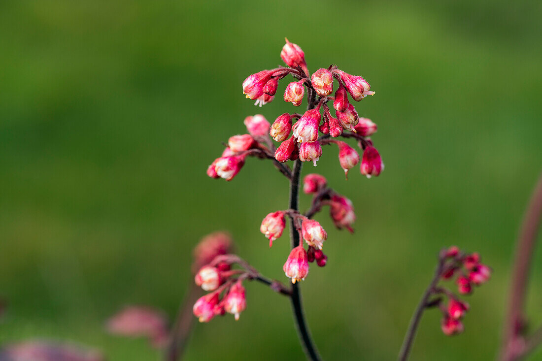 Heuchera micrantha Melting Fire